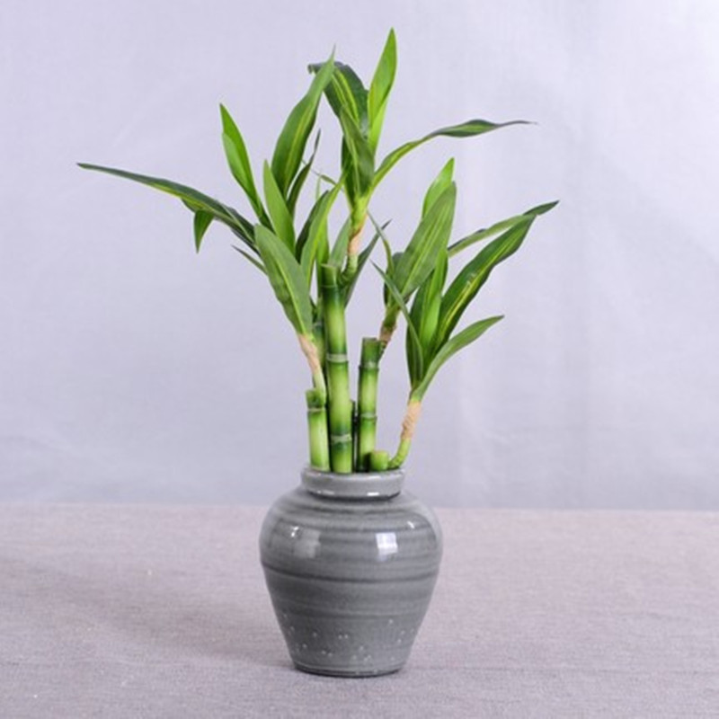 New 40cm rFtificial Lucky Bamb - مراجعة Outdoor Furniture Green وسعره